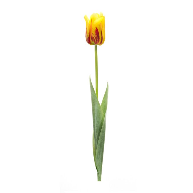 Yellow And Red Tulip Stem (Set Of 6), YELLOW, hi-res image number 0