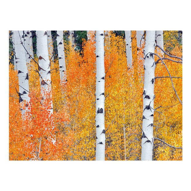 All Weather All Season Outdoor Canvas Art, MULTI, hi-res image number null