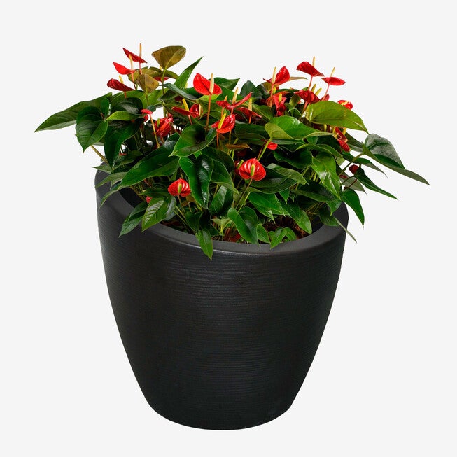 Modesto 20 inchesRd. Planter, , alternate image number null