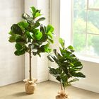 4¼' Fiddle Leaf Fig Tree with Burlap Wrap, , alternate image number null