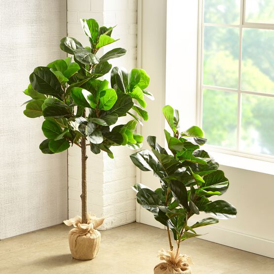 4¼' Fiddle Leaf Fig Tree with Burlap Wrap, , alternate image number null